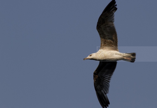 GABBIANO REALE; Yellow-legged Gull; Goéland leucophée; Larus michahellis 