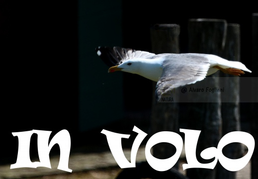 GABBIANO REALE; Yellow-legged Gull; Goéland leucophée; Larus michahellis 