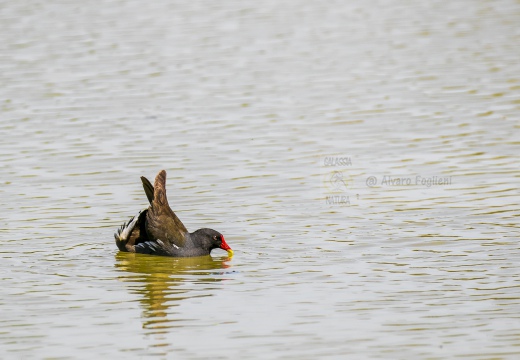 GALLINELLA D'ACQUA, Moorhen, Gallinule poule d'eau; Gallinula chloropus 