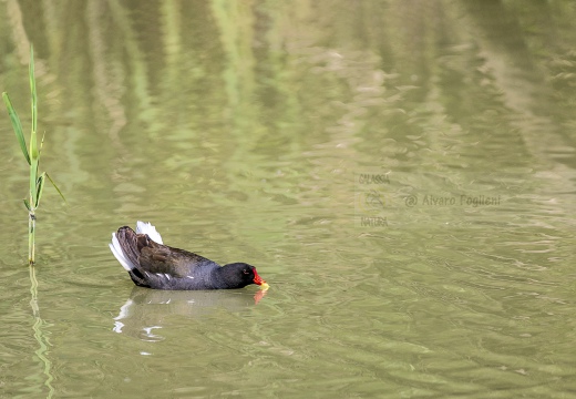 GALLINELLA D'ACQUA, Moorhen, Gallinule poule d'eau; Gallinula chloropus 