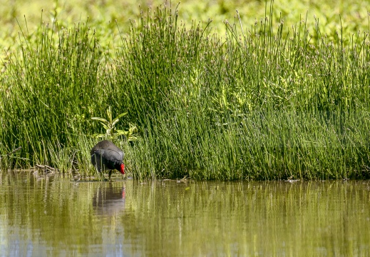 GALLINELLA D'ACQUA, Moorhen, Gallinule poule d'eau; Gallinula chloropus 