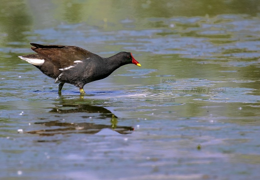 GALLINELLA D'ACQUA, Moorhen, Gallinule poule d'eau; Gallinula chloropus 