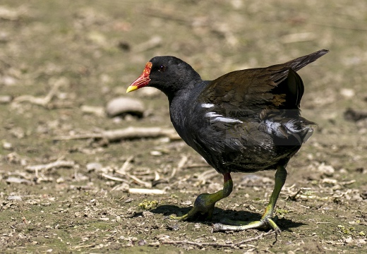 GALLINELLA D'ACQUA, Moorhen, Gallinule poule d'eau; Gallinula chloropus 