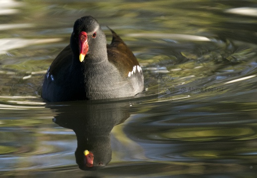 GALLINELLA D'ACQUA, Moorhen, Gallinule poule d'eau; Gallinula chloropus 