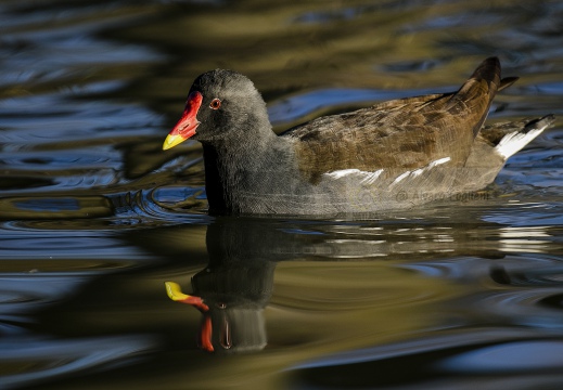 GALLINELLA D'ACQUA, Moorhen, Gallinule poule d'eau; Gallinula chloropus 