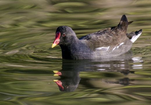 GALLINELLA D'ACQUA, Moorhen, Gallinule poule d'eau; Gallinula chloropus 