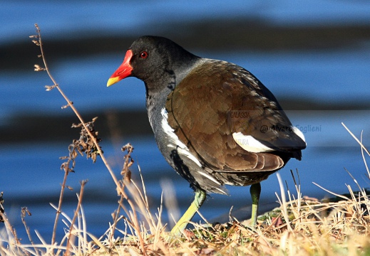 GALLINELLA D'ACQUA, Moorhen, Gallinule poule d'eau; Gallinula chloropus 