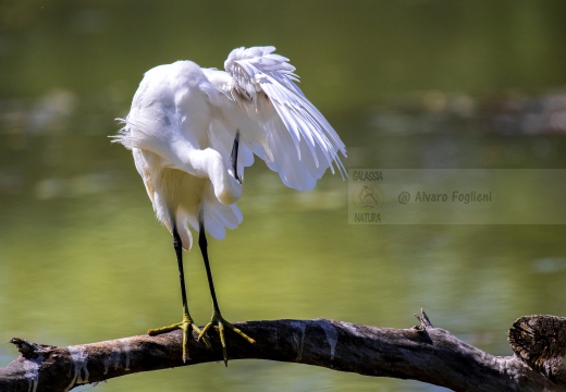 GARZETTA; Little Egret; Aigrette garzette; Egretta garzetta 