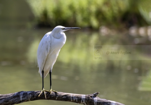 GARZETTA; Little Egret; Aigrette garzette; Egretta garzetta 