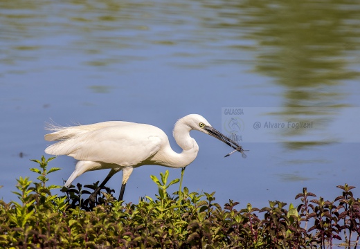 GARZETTA; Little Egret; Aigrette garzette; Egretta garzetta 