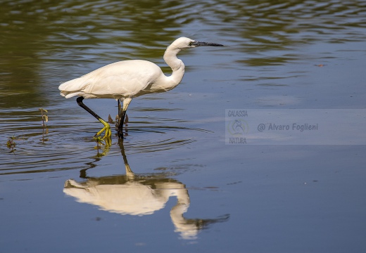 GARZETTA; Little Egret; Aigrette garzette; Egretta garzetta 