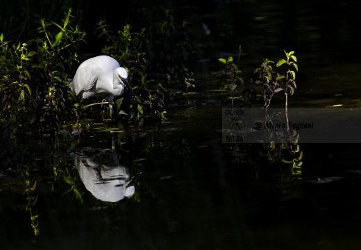 GARZETTA; Little Egret; Aigrette garzette; Egretta garzetta 