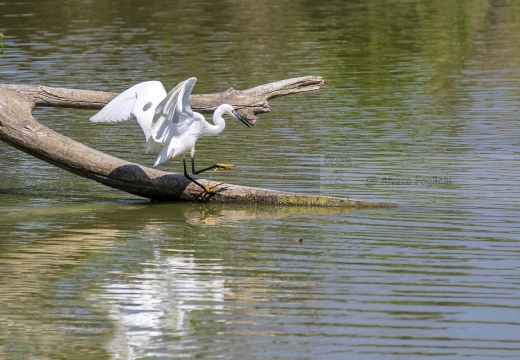 GARZETTA; Little Egret; Aigrette garzette; Egretta garzetta 