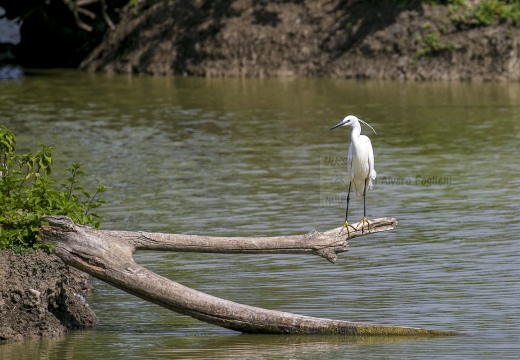 GARZETTA; Little Egret; Aigrette garzette; Egretta garzetta 