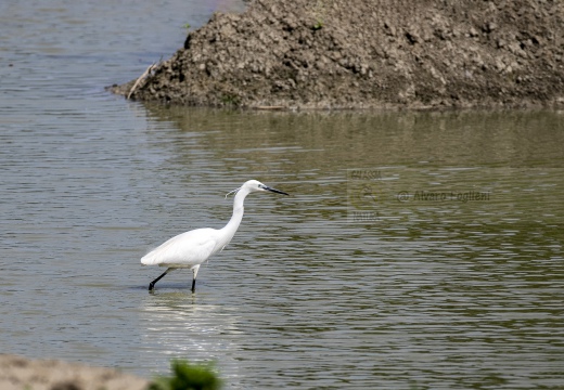 GARZETTA; Little Egret; Aigrette garzette; Egretta garzetta 