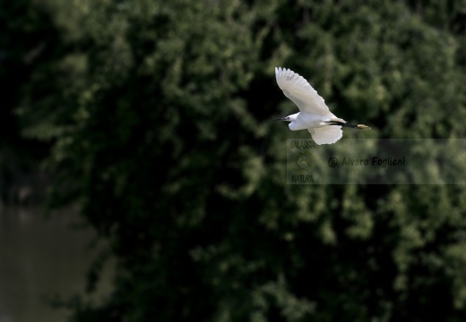 GARZETTA; Little Egret; Aigrette garzette; Egretta garzetta 