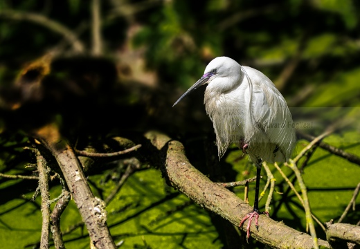 GARZETTA; Little Egret; Aigrette garzette; Egretta garzetta 