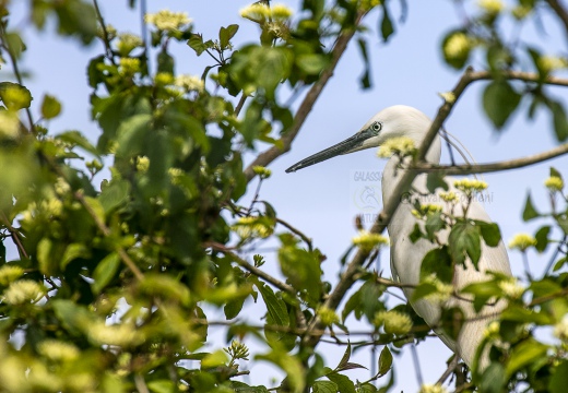 GARZETTA; Little Egret; Aigrette garzette; Egretta garzetta 