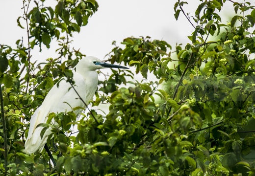 GARZETTA; Little Egret; Aigrette garzette; Egretta garzetta 