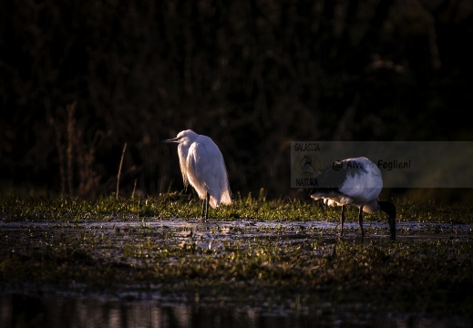 GARZETTA; Little Egret; Aigrette garzette; Egretta garzetta 