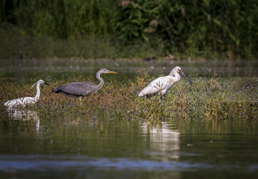 GARZETTA; Little Egret; Aigrette garzette; Egretta garzetta 