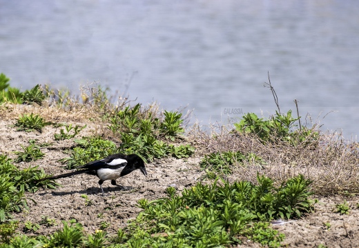 GAZZA, Magpie, Pie bavarde; Pica pica 