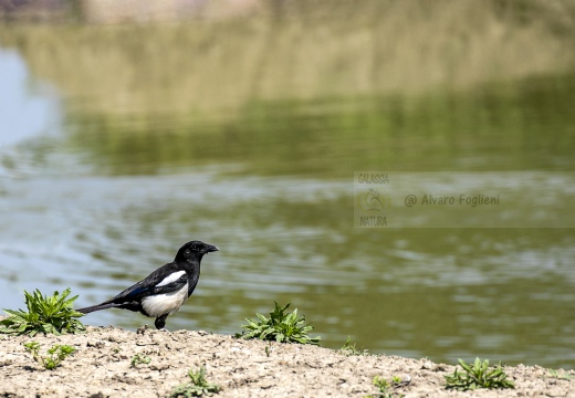 GAZZA, Magpie, Pie bavarde; Pica pica 