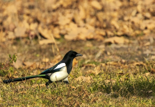 GAZZA, Magpie, Pie bavarde; Pica pica 