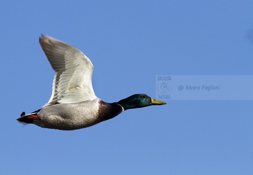 GERMANO REALE; Mallard¸ Canard malard; Anas platyrhynchos 