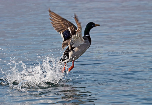 GERMANO REALE; Mallard¸ Canard malard; Anas platyrhynchos 