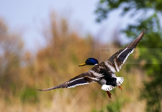 GERMANO REALE; Mallard¸ Canard malard; Anas platyrhynchos 