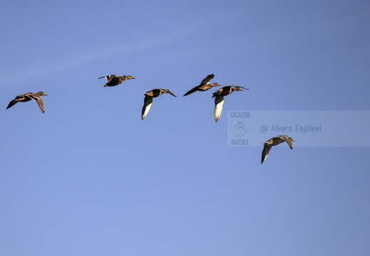 GERMANO REALE; Mallard¸ Canard malard; Anas platyrhynchos 