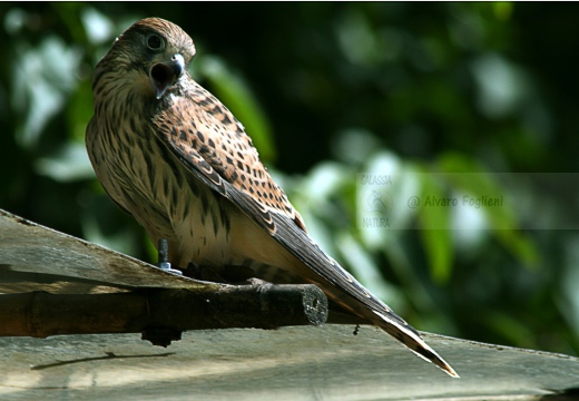 GHEPPIO;  Kestrel;  Faucon crécerelle; Falco tinnunculus 