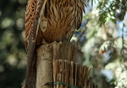 GHEPPIO;  Kestrel;  Faucon crécerelle; Falco tinnunculus 