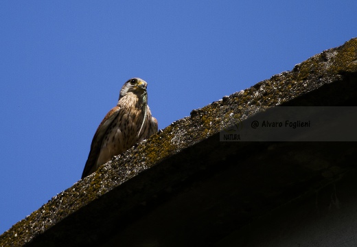 GHEPPIO;  Kestrel;  Faucon crécerelle; Falco tinnunculus 