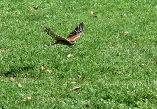 GHEPPIO;  Kestrel;  Faucon crécerelle; Falco tinnunculus 