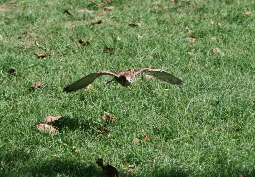 GHEPPIO;  Kestrel;  Faucon crécerelle; Falco tinnunculus 