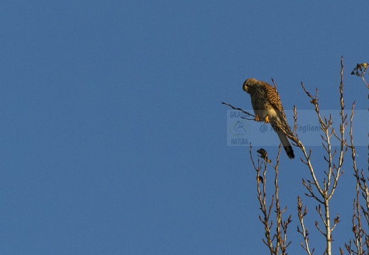 GHEPPIO;  Kestrel;  Faucon crécerelle; Falco tinnunculus 