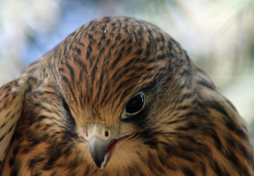 GHEPPIO;  Kestrel;  Faucon crécerelle; Falco tinnunculus 