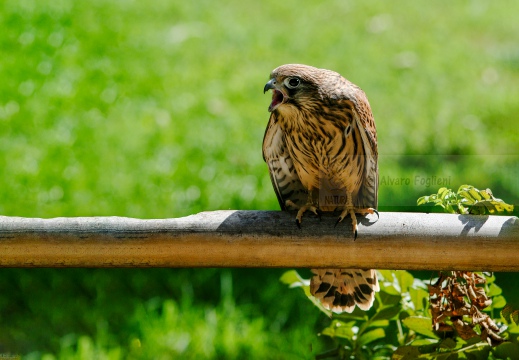 GHEPPIO;  Kestrel;  Faucon crécerelle; Falco tinnunculus 