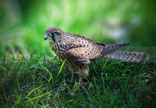 GHEPPIO;  Kestrel;  Faucon crécerelle; Falco tinnunculus 