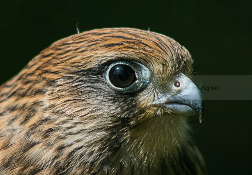 GHEPPIO;  Kestrel;  Faucon crécerelle; Falco tinnunculus 