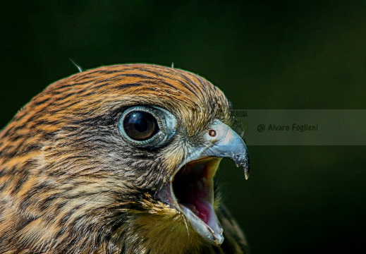 GHEPPIO;  Kestrel;  Faucon crécerelle; Falco tinnunculus 