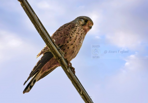 GHEPPIO;  Kestrel;  Faucon crécerelle; Falco tinnunculus 