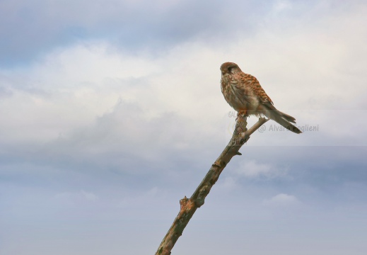 GHEPPIO;  Kestrel;  Faucon crécerelle; Falco tinnunculus 