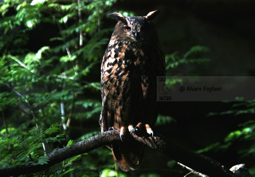 GUFO REALE, Eagle Owl, Grand-duc d'Europe; Bubo bubo