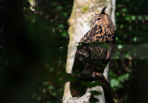 GUFO REALE, Eagle Owl, Grand-duc d'Europe; Bubo bubo