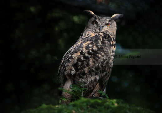 GUFO REALE, Eagle Owl, Grand-duc d'Europe; Bubo bubo