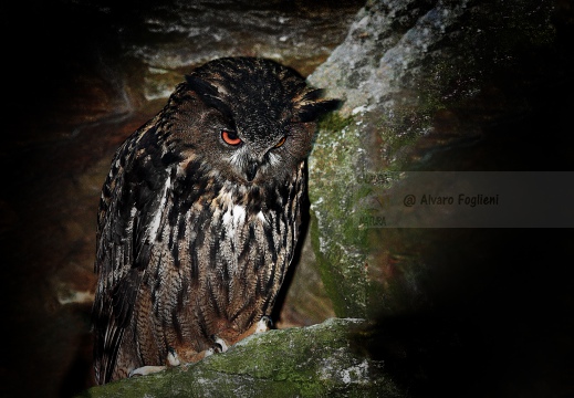 GUFO REALE, Eagle Owl, Grand-duc d'Europe; Bubo bubo