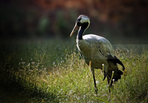 GRU CENERINA;  Crane;  Grue cendrée; Grus grus 